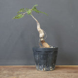 O.ヒファエノイデス（実生） 18