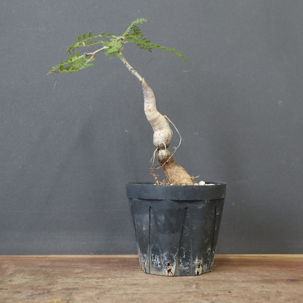 O.ヒファエノイデス（実生） 18