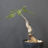 O.ヒファエノイデス（実生） 18