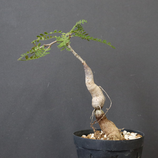 O.ヒファエノイデス（実生） 18