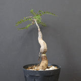 O.ヒファエノイデス（実生） 18