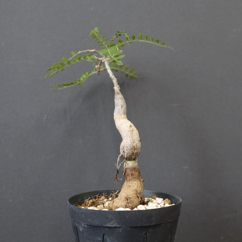 O.ヒファエノイデス（実生） 18