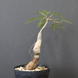 O.ヒファエノイデス（実生） 18