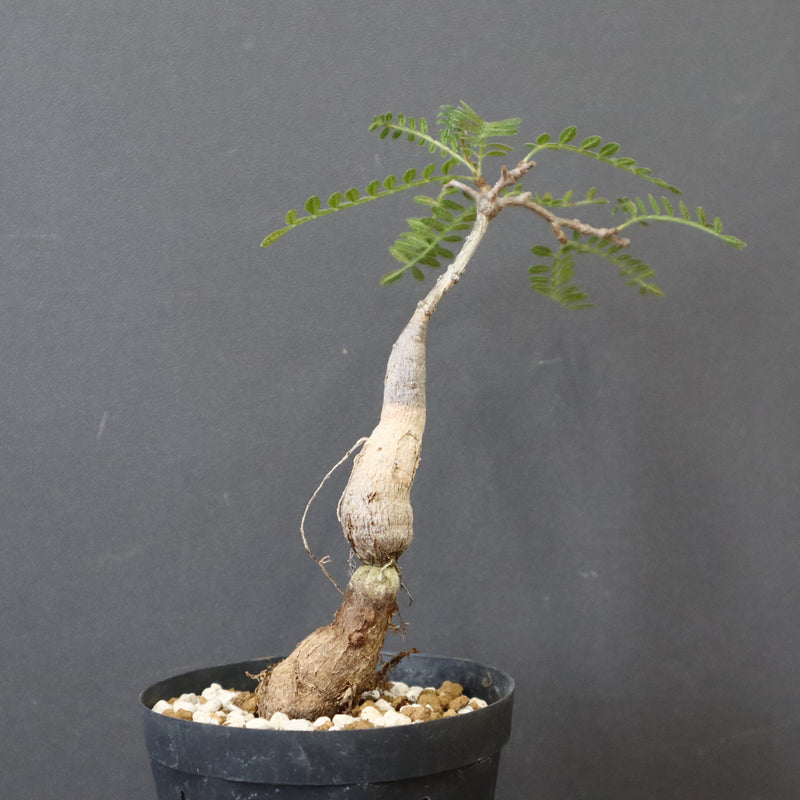 O.ヒファエノイデス（実生） 18