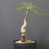 O.ヒファエノイデス（実生） 18