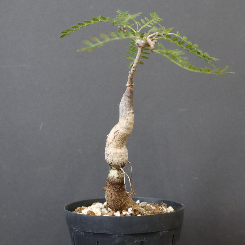 O.ヒファエノイデス（実生） 18