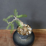 O.ヒファエノイデス（実生） 18