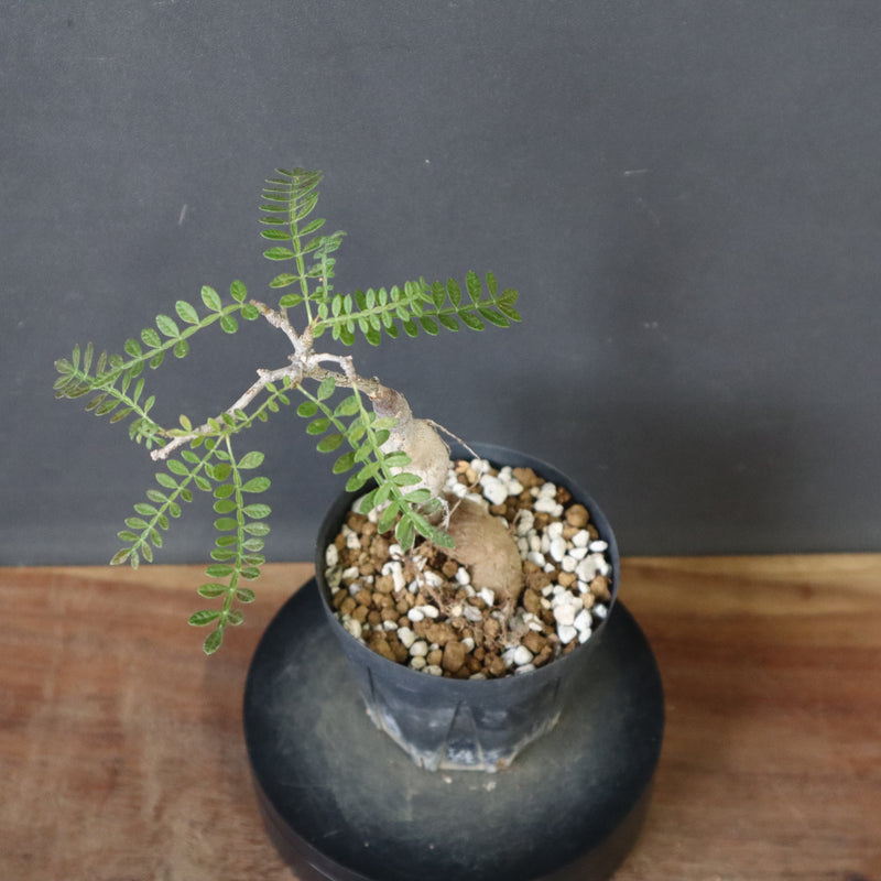 O.ヒファエノイデス（実生） 18