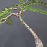 O.ヒファエノイデス（実生） 18