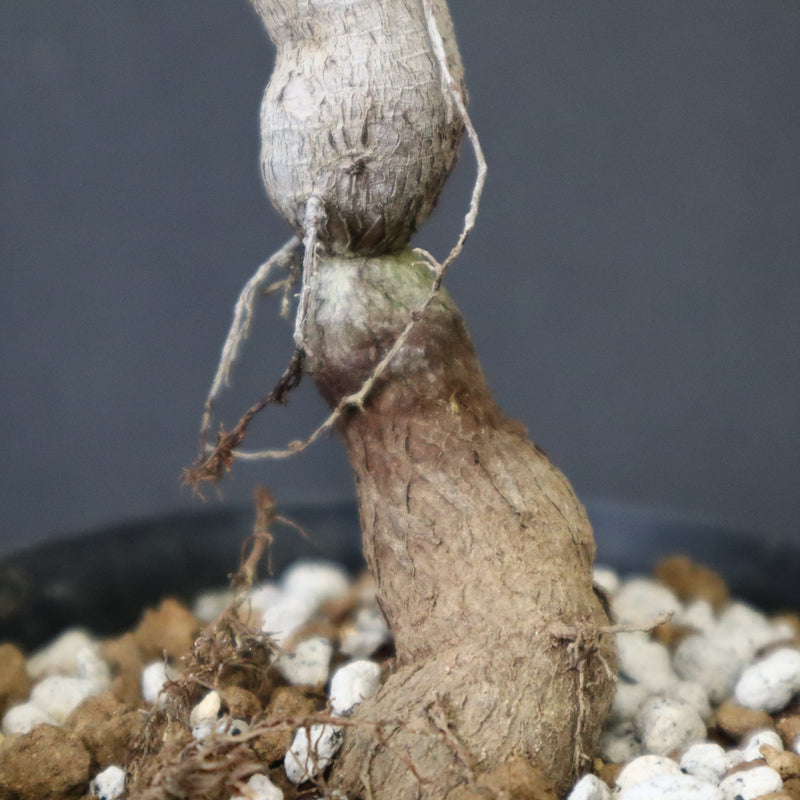 O.ヒファエノイデス（実生） 18