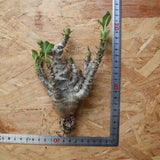 【ベアルート】P.ウィンゾリー(実生) S-12