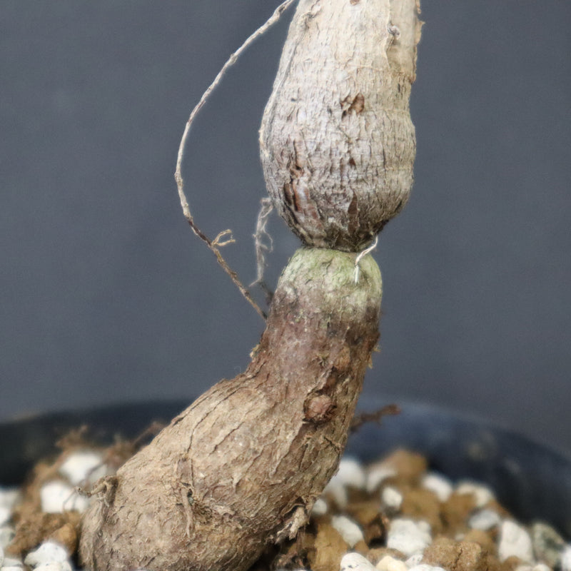 O.ヒファエノイデス（実生） 18