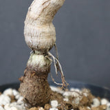 O.ヒファエノイデス（実生） 18