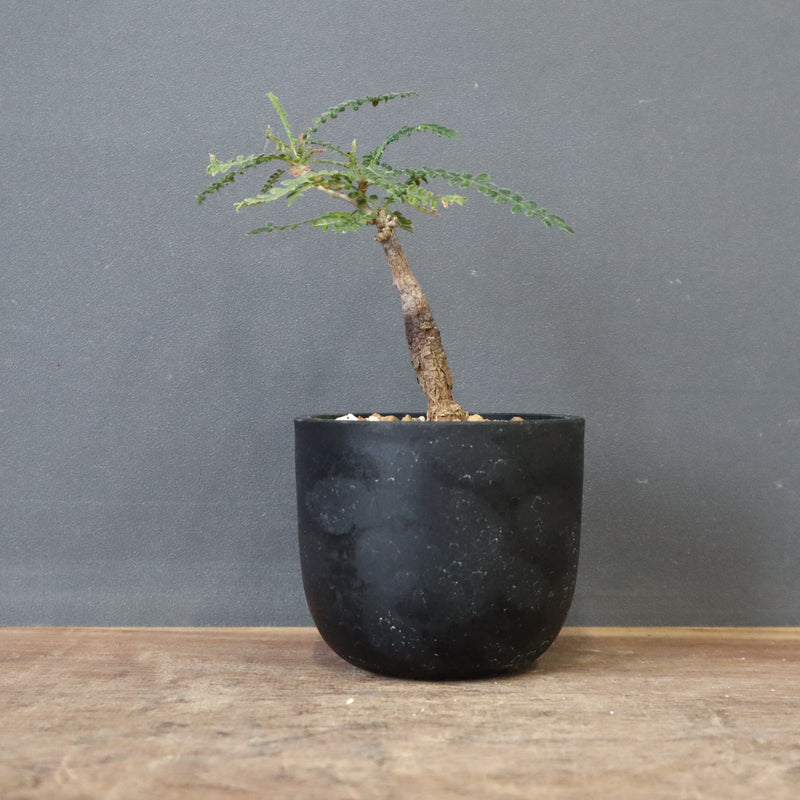 O.ヒファエノイデス（実生） 50