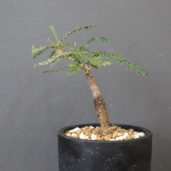 O.ヒファエノイデス（実生） 50