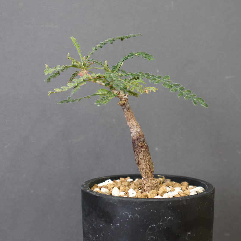 O.ヒファエノイデス（実生） 50