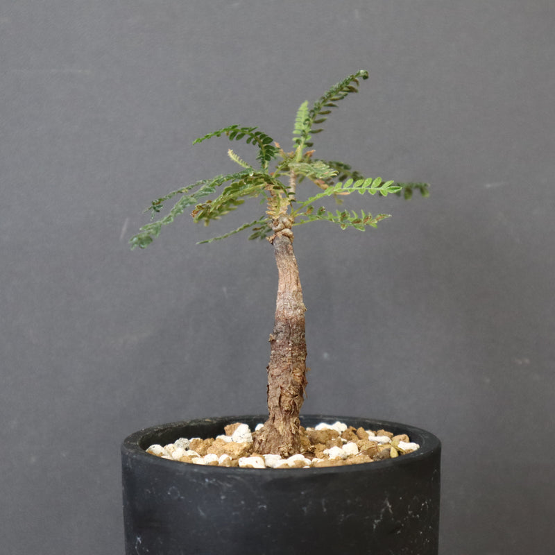 O.ヒファエノイデス（実生） 50