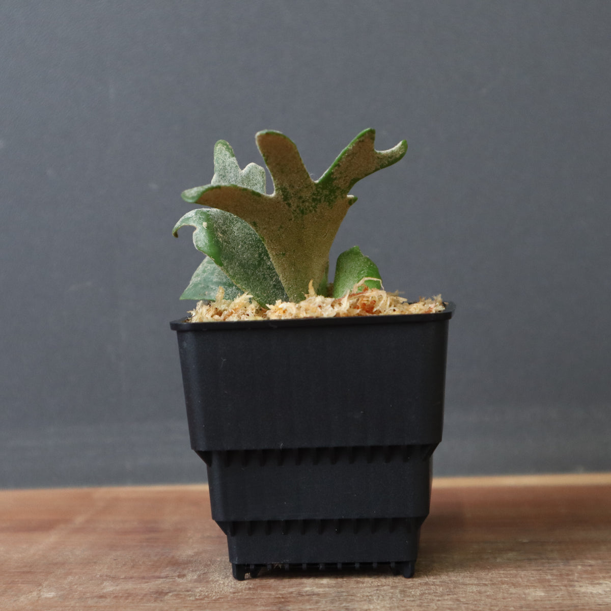 ビカクシダ – 2ページ目 – TaiShoDo ONLINE SHOP