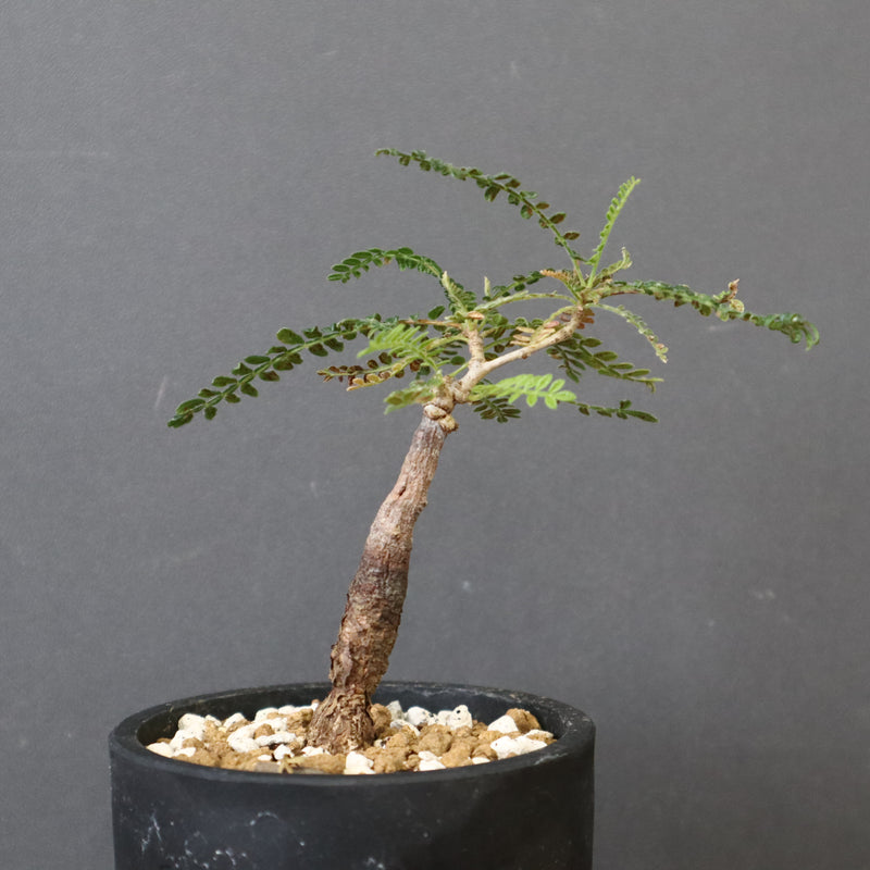 O.ヒファエノイデス（実生） 50