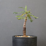 O.ヒファエノイデス（実生） 50