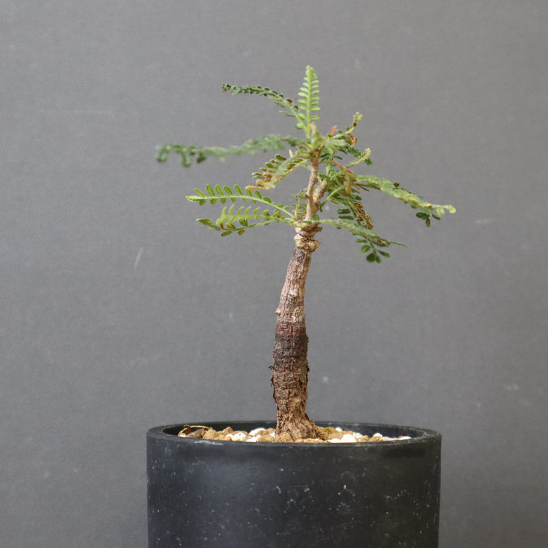 O.ヒファエノイデス（実生） 50