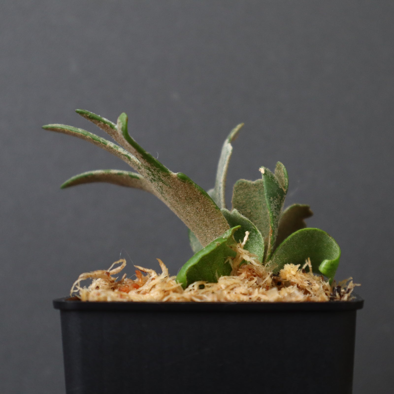 P.ウィリンキー バクテリア 1 – TaiShoDo ONLINE SHOP