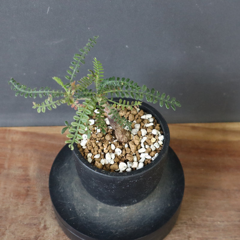 O.ヒファエノイデス（実生） 50