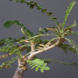 O.ヒファエノイデス（実生） 50