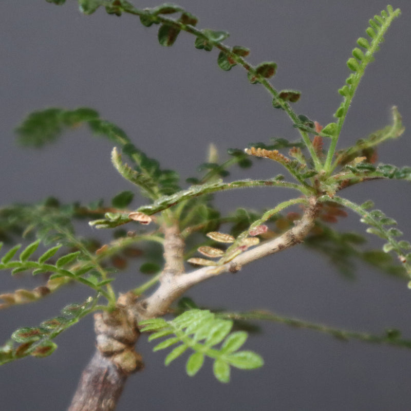 O.ヒファエノイデス（実生） 50