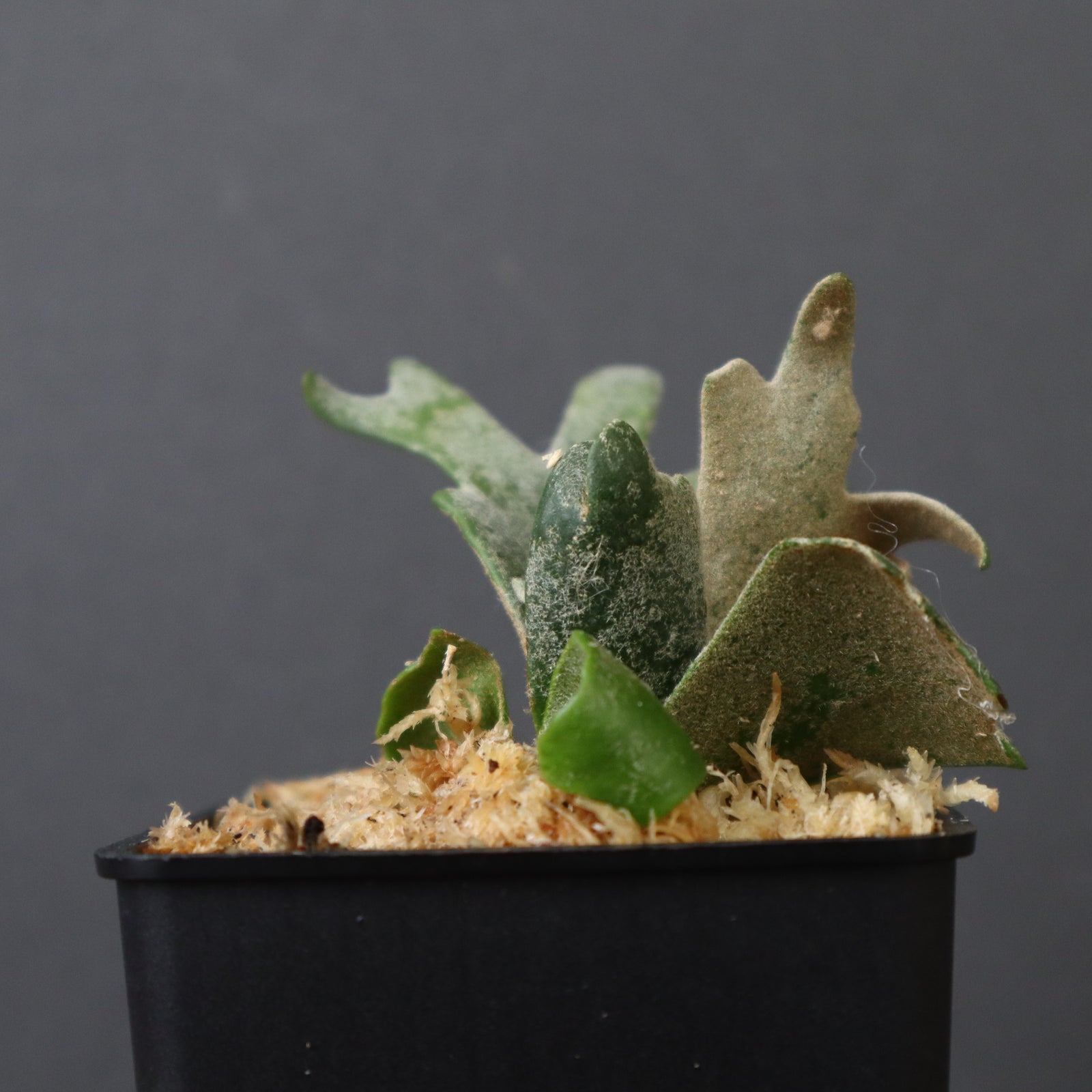 P.ウィリンキー バクテリア 1 – TaiShoDo ONLINE SHOP