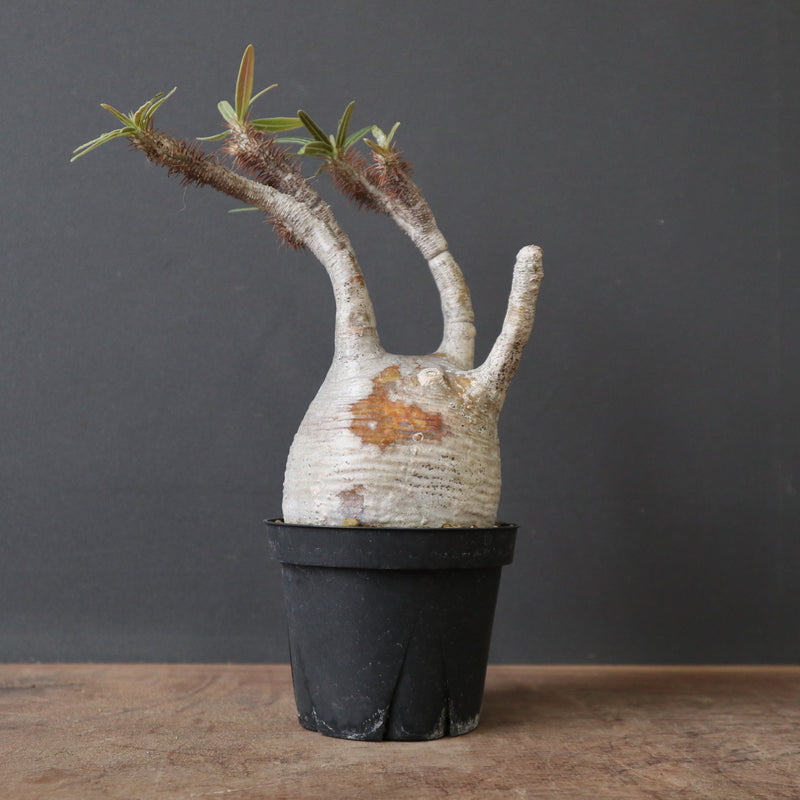 P.グラキリス 2120 – TaiShoDo ONLINE SHOP