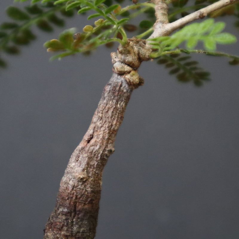 O.ヒファエノイデス（実生） 50