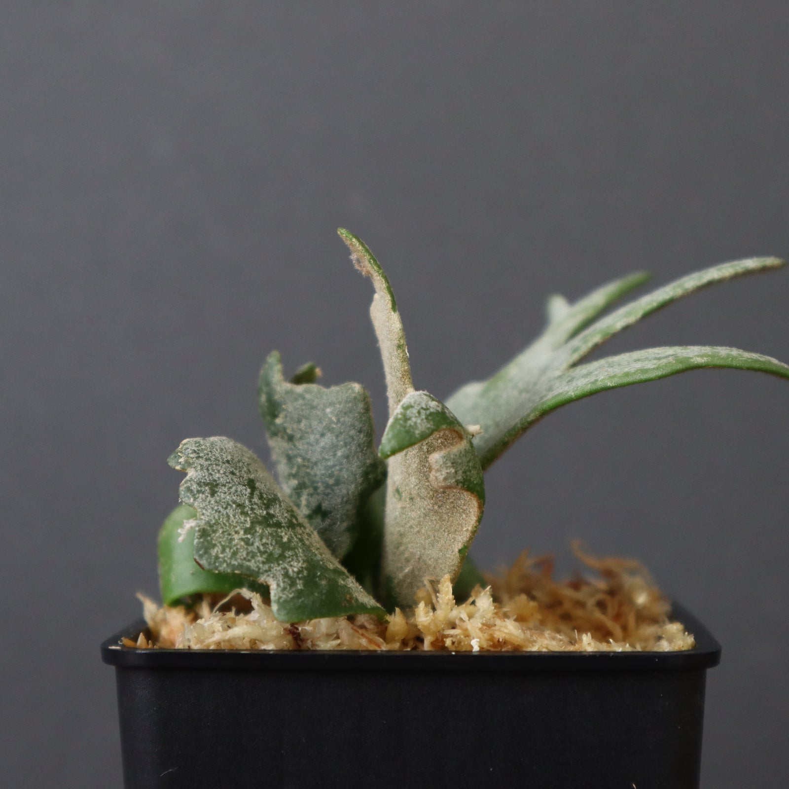 P.ウィリンキー バクテリア 1 – TaiShoDo ONLINE SHOP