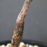 O.ヒファエノイデス（実生） 50