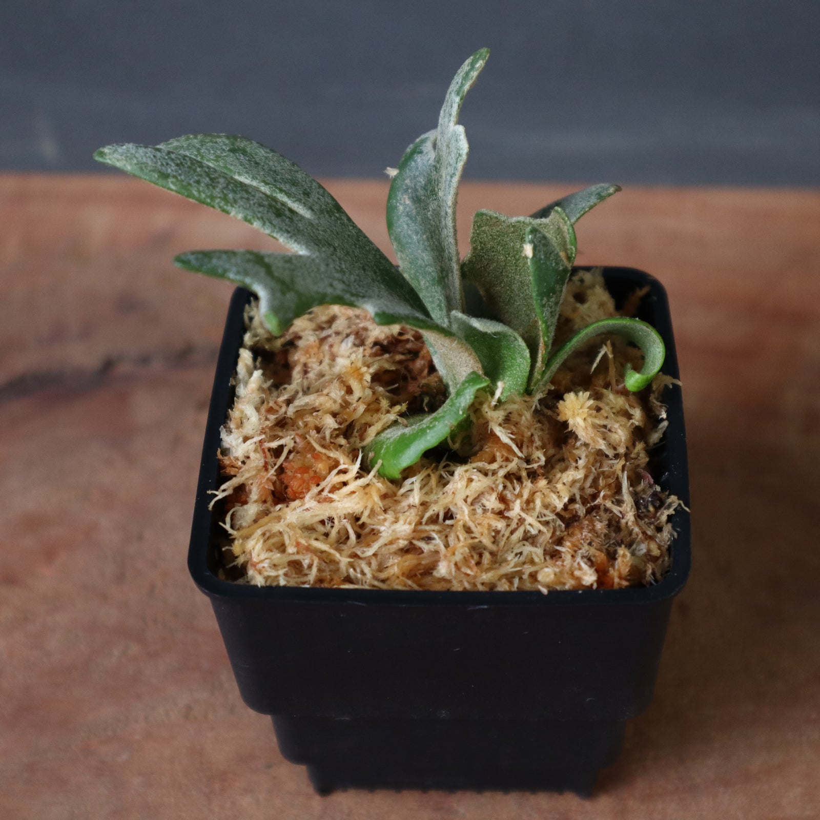 P.ウィリンキー バクテリア 1 – TaiShoDo ONLINE SHOP