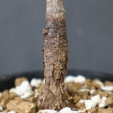 O.ヒファエノイデス（実生） 50