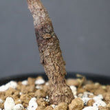 O.ヒファエノイデス（実生） 50