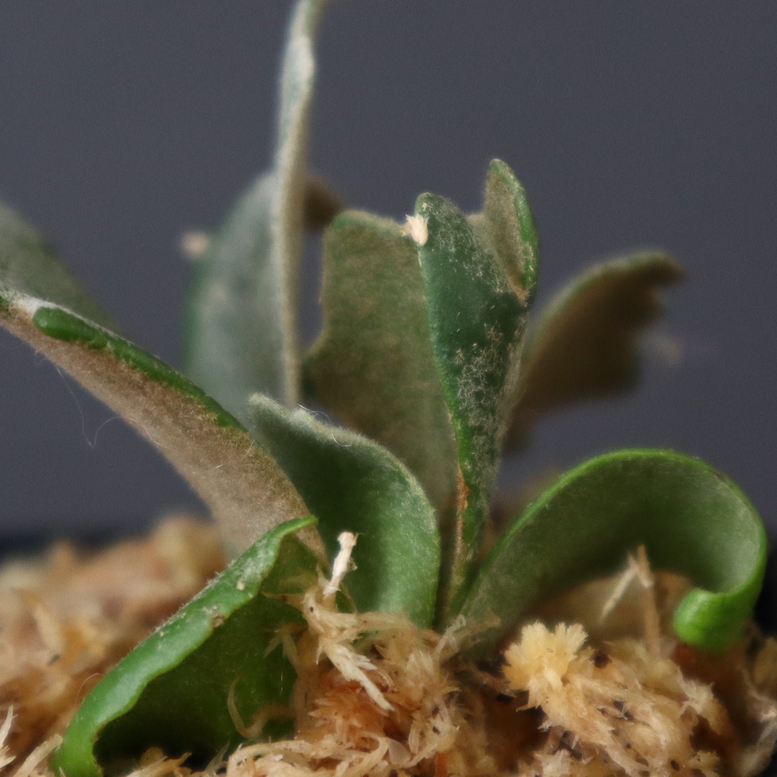 P.ウィリンキー バクテリア 1 – TaiShoDo ONLINE SHOP