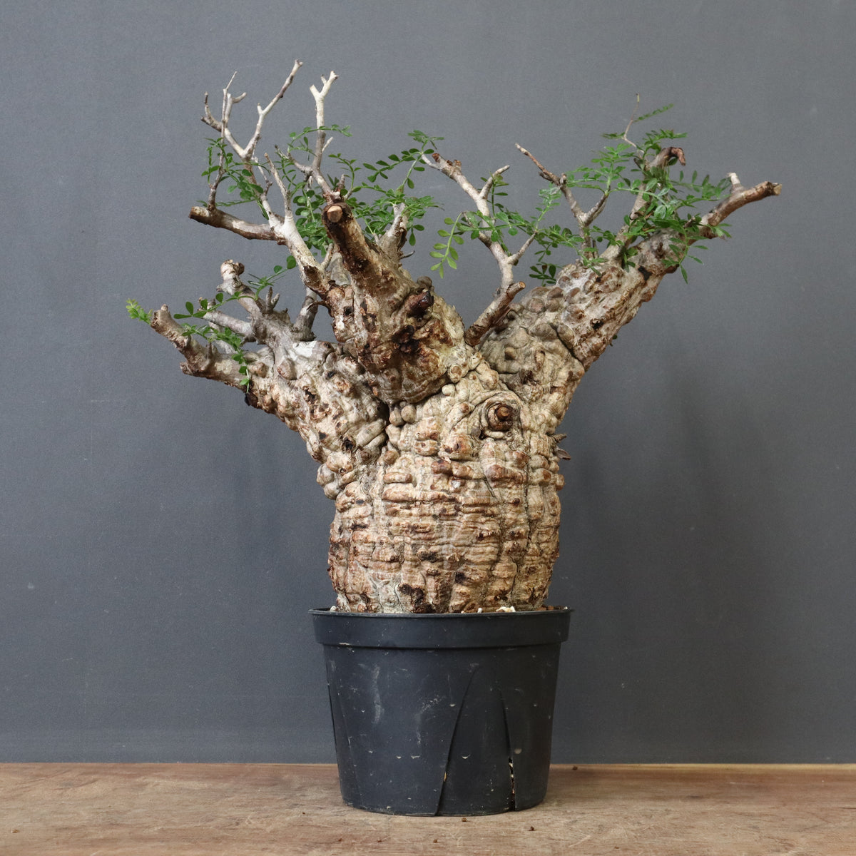 TaiShoDo ONLINE SHOP 塊根植物 多肉植物通販