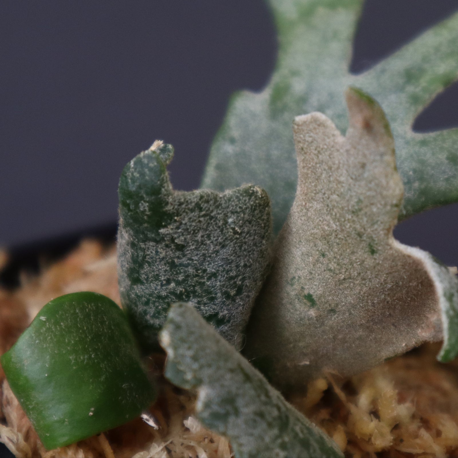 P.ウィリンキー バクテリア 1 – TaiShoDo ONLINE SHOP