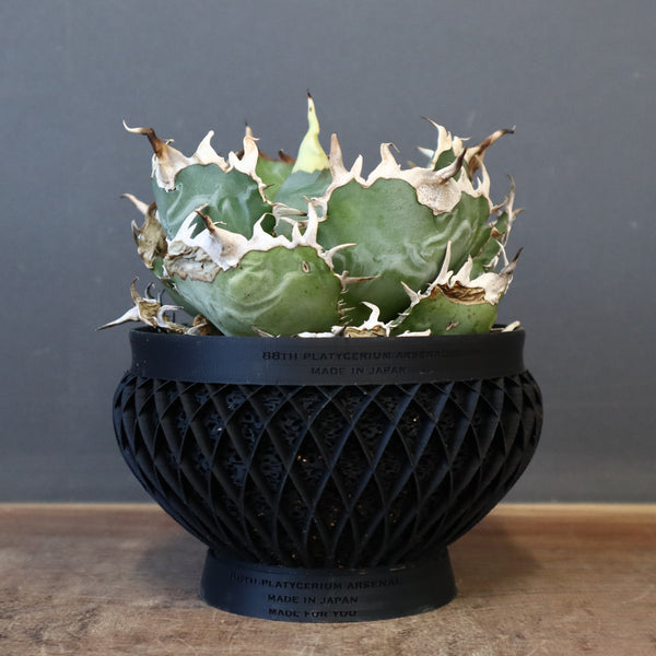 【八八工廠】アガベ 白鯨 EC961