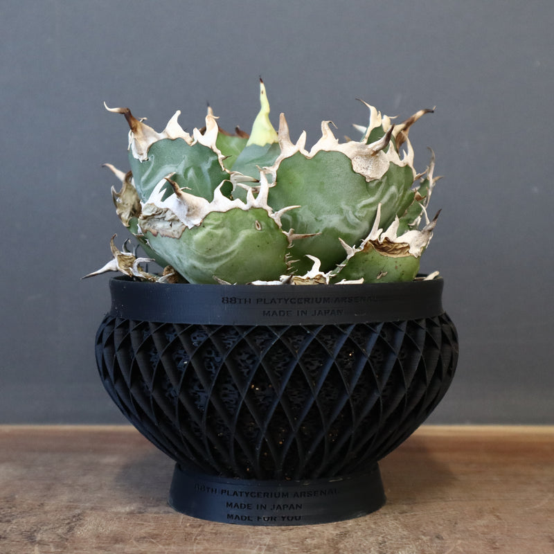 【八八工廠】アガベ 白鯨 EC961