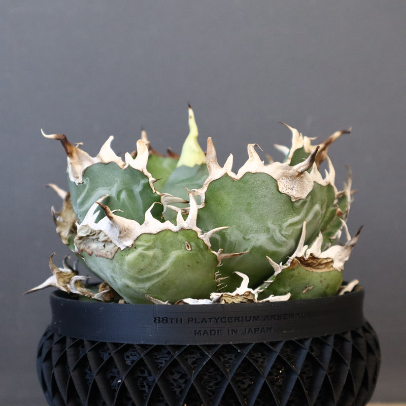 【八八工廠】アガベ 白鯨 EC961