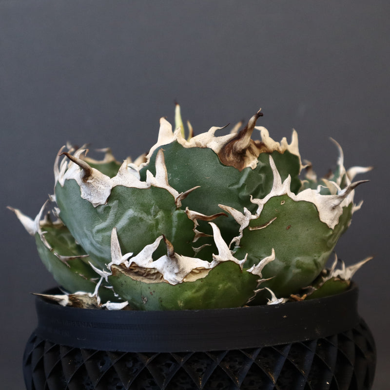 【八八工廠】アガベ 白鯨 EC961