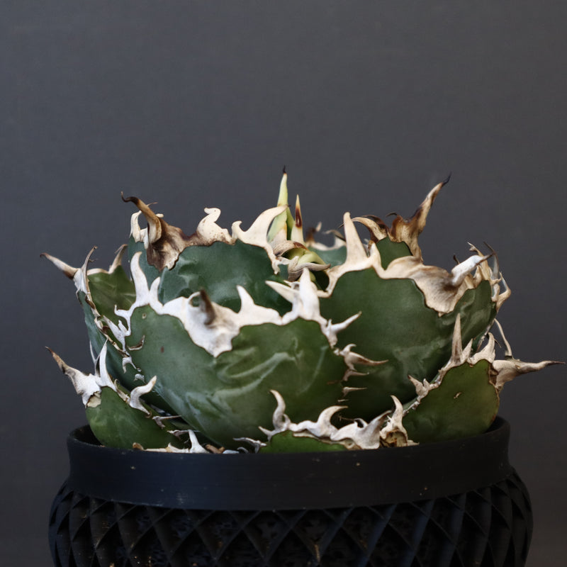 【八八工廠】アガベ 白鯨 EC961