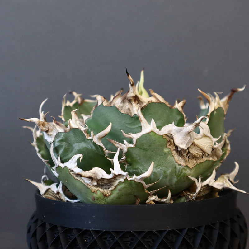 【八八工廠】アガベ 白鯨 EC961