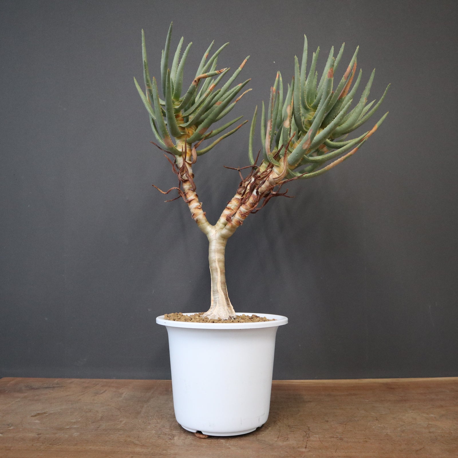 アロエ ラモシシマ EC2153 – TaiShoDo ONLINE SHOP