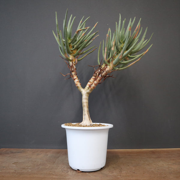 アロエ　ラモシシマ アロエ ラモシシマ EC2153 – TaiShoDo ONLINE SHOP
