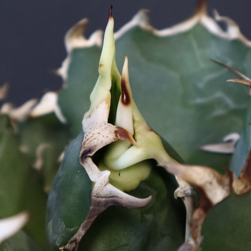 【八八工廠】アガベ 白鯨 EC961