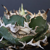 【八八工廠】アガベ 白鯨 EC961